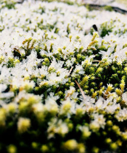 Close-up of snow on plants during winter