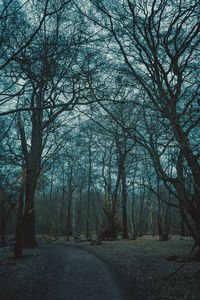 Trees on landscape against sky