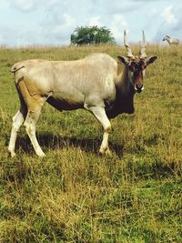 Cow standing on field against sky