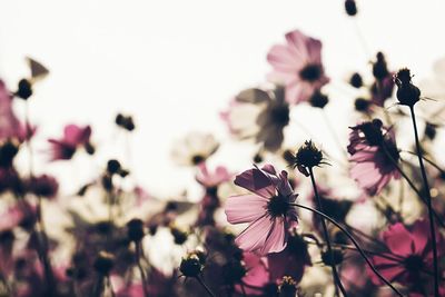 Close-up of pink flowers