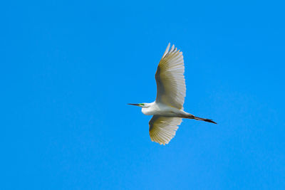 Low angle view of bird flying against clear blue sky