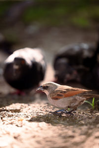 Close-up of bird perching on rock