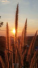 Scenic view of field against sky at sunset