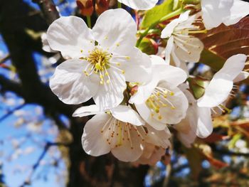 Close-up of white cherry blossoms in spring