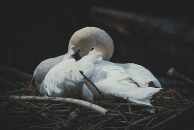 Close-up of white bird perching