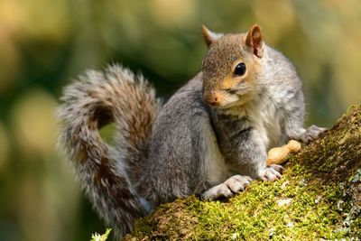 Close-up of squirrel