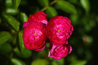 Close-up of pink rose flower