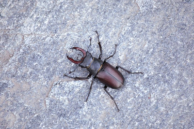 High angle view of insect on rock