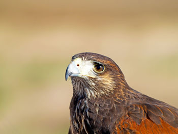 Close-up of owl