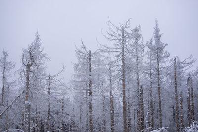 Low angle view of trees against sky