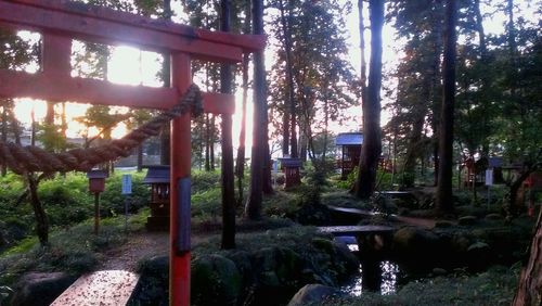 Trees in forest