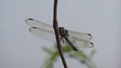 Close-up of dragonfly on twig