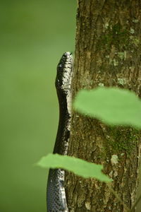 Close-up of lizard on tree trunk