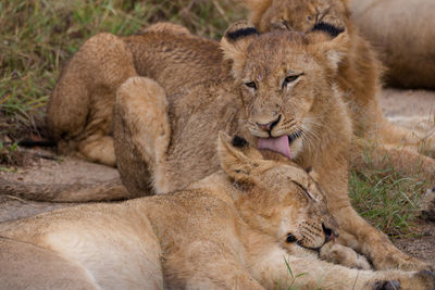 Close-up of lion