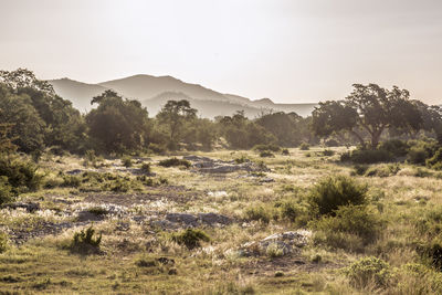 Scenic view of landscape against sky