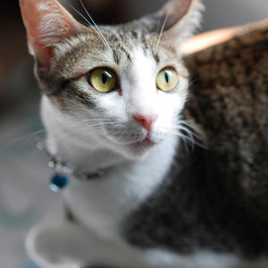 Close-up portrait of cat