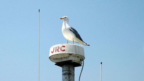 Low angle view of seagull perching on pole against clear sky