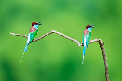 Bird perching on a branch