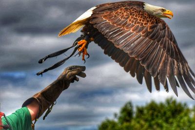 Close-up of eagle flying against sky