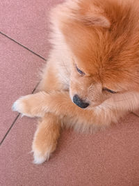 High angle view of dog lying on floor