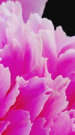 Close-up of pink rose flower