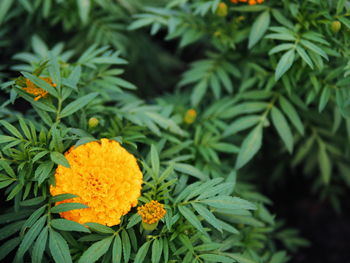 Close-up of marigold flower