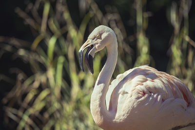 Close-up of bird