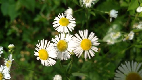 Close-up of white daisy blooming outdoors