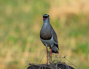 Close-up of bird perching on plant