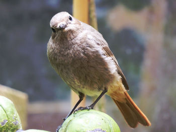 Close-up of bird perching outdoors