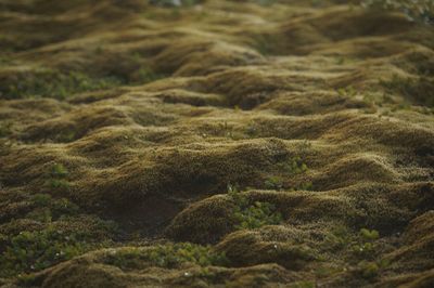 Full frame shot of moss on land