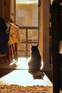 Rear view of woman sitting in cat