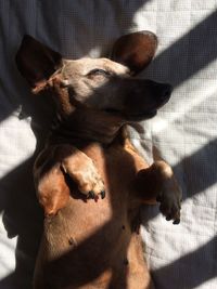 High angle view of dog relaxing at home