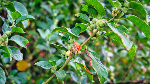 Close-up of insect on plant