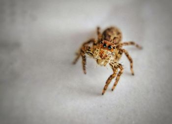 Close-up of spider