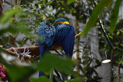 Close-up of blue butterfly perching on tree