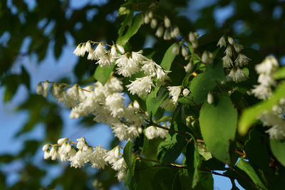 Close-up of white flowering plant