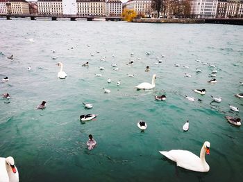 High angle view of swans swimming in lake