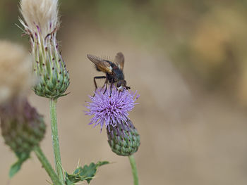 Close-up of bee on purple flower