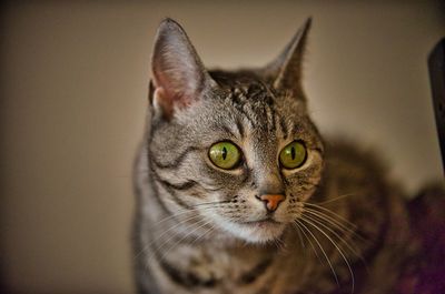 Close-up portrait of a cat