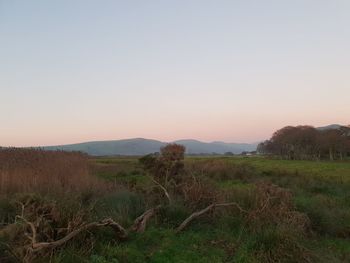 Scenic view of field against sky during sunset