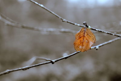 Close-up of dried leaves on branch