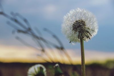 Close-up of wilted dandelion on field against sky