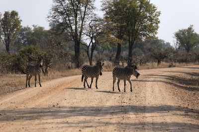 View of zebras walking on landscape