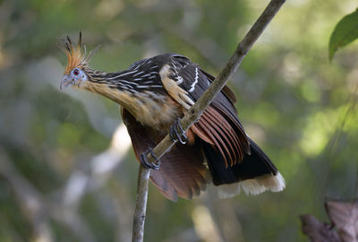 Close-up of bird perching on branch