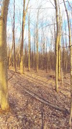 Bare trees in forest