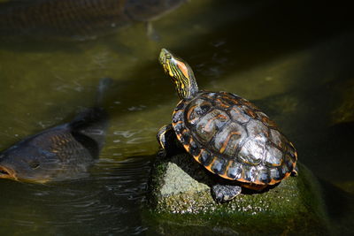 Close-up of turtle swimming in lake