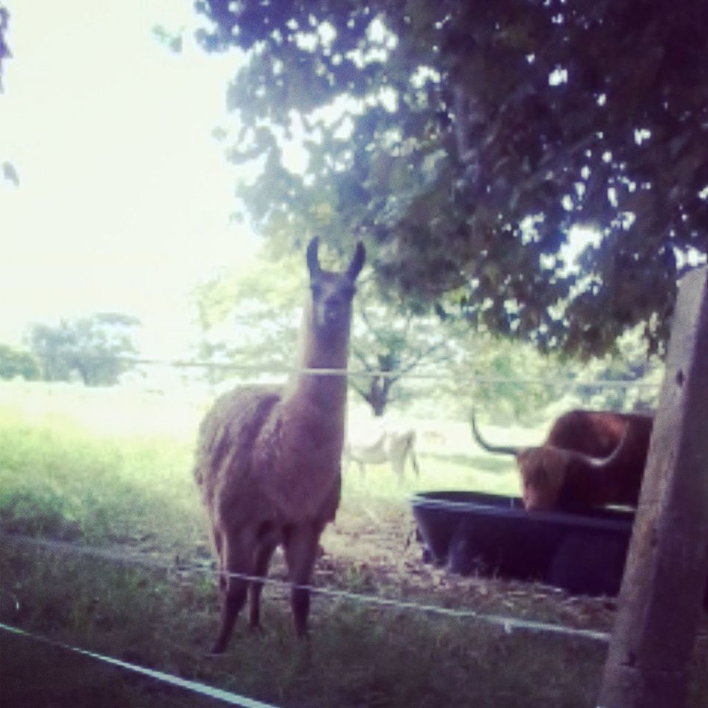 domestic animals, mammal, animal themes, one animal, pets, dog, standing, tree, fence, field, day, nature, outdoors, no people, full length, livestock, grass, focus on foreground, side view, looking away