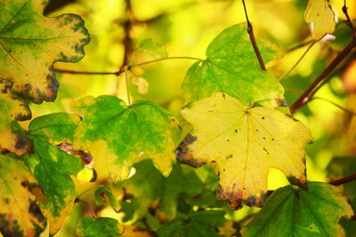 Close-up of yellow maple leaves