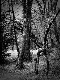 Bare trees in forest against sky